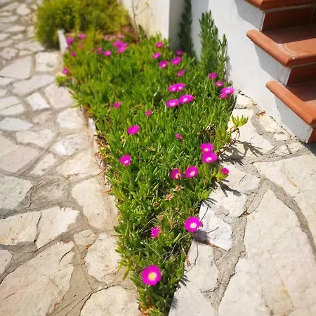 Sofianna Daire Castiglioncello